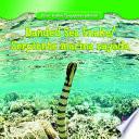 libro Banded Sea Snake / Serpiente Marina Rayada