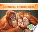 libro Animales Anaranjados (orange Animals)